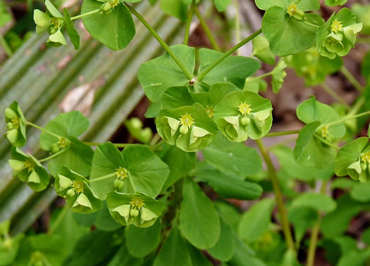 image of Euphorbia commutata, Woodland Spurge, Tinted Spurge, Wood Spurge