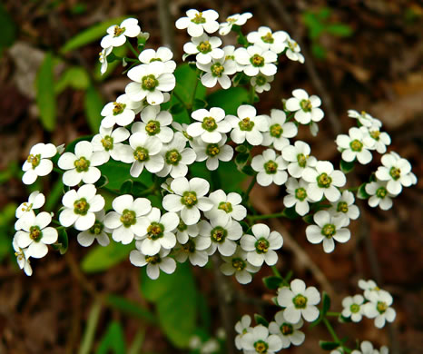 image of Euphorbia corollata, Eastern Flowering Spurge