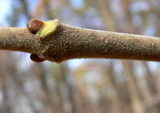 Fraxinus biltmoreana, Biltmore Ash, Biltmore White Ash