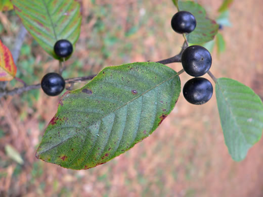 image of Frangula caroliniana, Carolina Buckthorn, Polecat-tree, Indian Currant, Indian-cherry