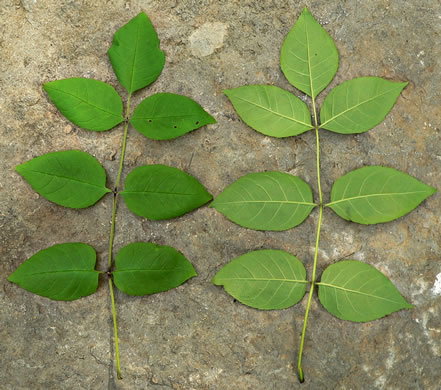 image of Fraxinus quadrangulata, Blue Ash