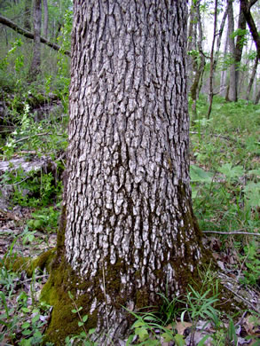 image of Fraxinus quadrangulata, Blue Ash