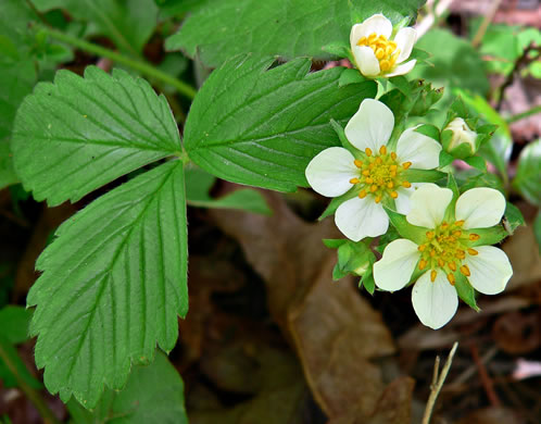 Fragaria virginiana, Wild Strawberry