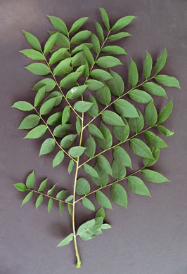 leaf or frond of Gymnocladus dioicus, Kentucky Coffeetree