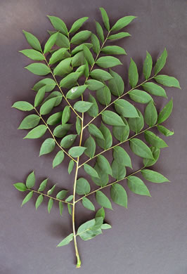 Gymnocladus dioicus, Kentucky Coffeetree, Kentucky Mahogany