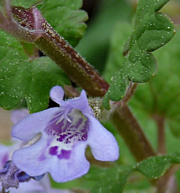 flower of Glechoma hederacea, Ground Ivy, Gill-over-the-ground, Creeping Charlie