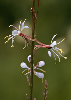 image of Oenothera filipes, Threadstalk Gaura, Slenderstalk Beeblossom