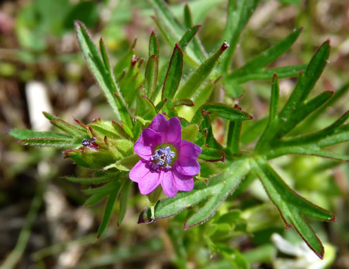 Geranium dissectum, Cutleaf Cranesbill