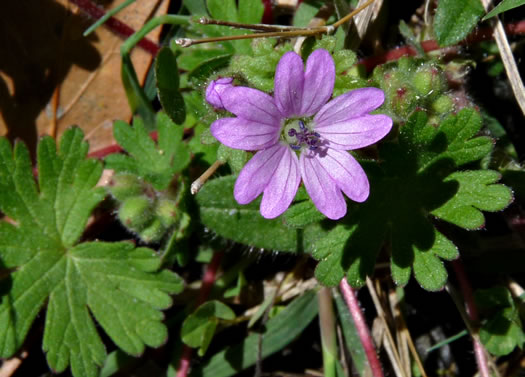 image of Geranium molle, Dove's-foot Cranesbill