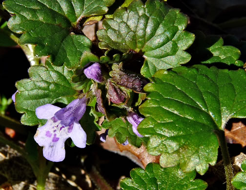 image of Glechoma hederacea, Ground Ivy, Gill-over-the-ground, Creeping Charlie