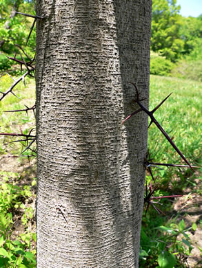 image of Gleditsia aquatica, Water Locust