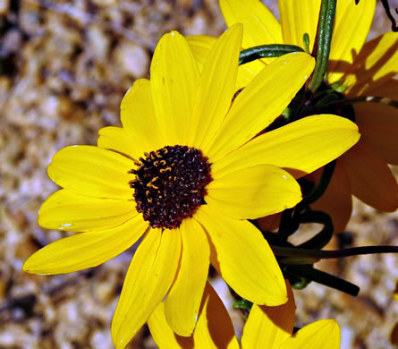 image of Helianthus angustifolius, Narrowleaf Sunflower , Swamp Sunflower