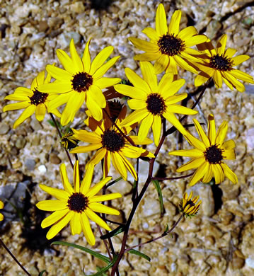 image of Helianthus angustifolius, Narrowleaf Sunflower, Swamp Sunflower