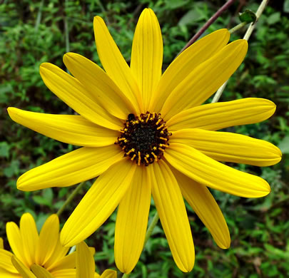 image of Helianthus atrorubens, Purple-disk Sunflower, Hairy Wood Sunflower, Appalachian Sunflower