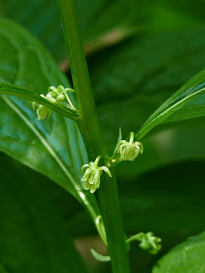 image of Cubelium concolor, Eastern Green-violet