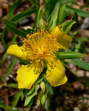 image of Hypericum dolabriforme, Glade St. Johnswort