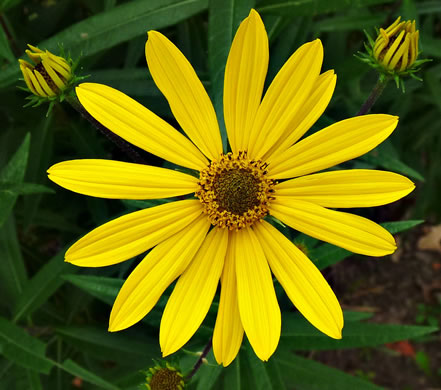 image of Helianthus giganteus, Tall Sunflower, Swamp Sunflower, Tuberous Sunflower, Giant Sunflower