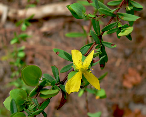 image of Hypericum hypericoides, St. Andrew's Cross