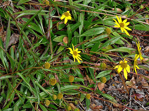 image of Helianthus longifolius, Longleaf Sunflower