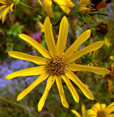 image of Helianthus longifolius, Longleaf Sunflower