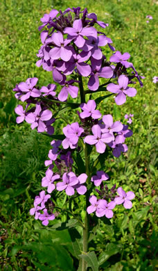 image of Hesperis matronalis, Dame's Rocket