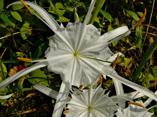 image of Hymenocallis occidentalis var. occidentalis, Hammock Spiderlily, Woodland Spiderlily, Northern Spiderlily