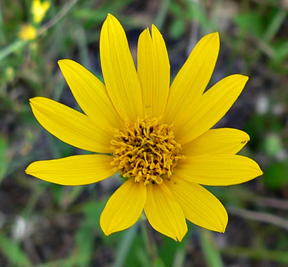 image of Helianthus occidentalis ssp. occidentalis, Naked-stem Sunflower, Fewleaf Sunflower, Western Sunflower