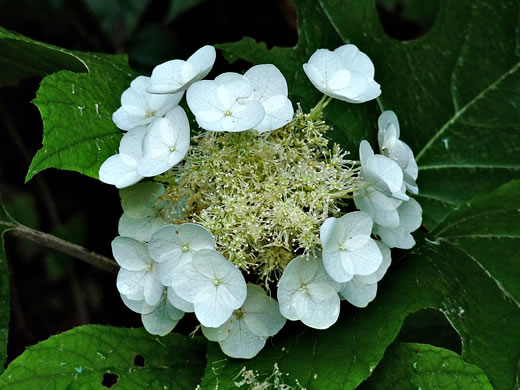 image of Hydrangea quercifolia, Oakleaf Hydrangea