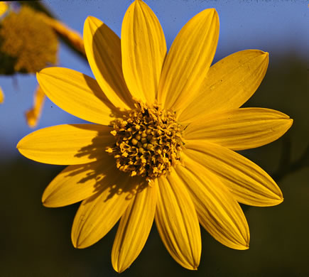 image of Helianthus verticillatus, Whorled Sunflower