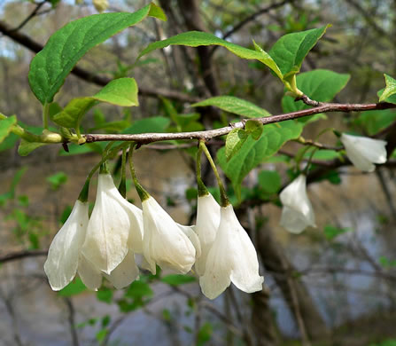 image of Halesia tetraptera var. tetraptera, Common Silverbell