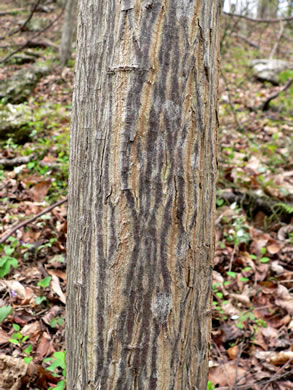 image of Halesia tetraptera var. tetraptera, Common Silverbell