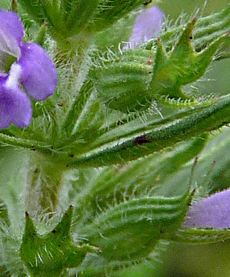 image of Hedeoma hispida, Rough Pennyroyal, Rough False Pennyroyal, Mock Pennyroyal