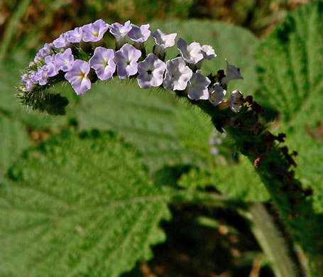 image of Heliotropium indicum, Indian Heliotrope, Turnsole