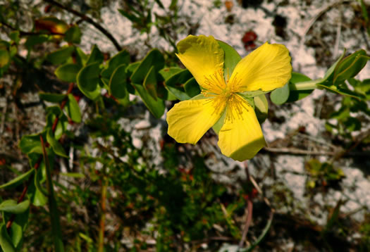 image of Hypericum crux-andreae, St. Peter's-wort, St. Andrew's Cross, St. Peter's Cross