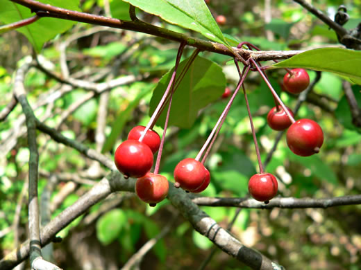 image of Ilex longipes, Georgia Holly, Chapman's Holly