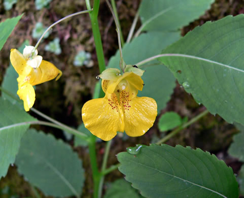 image of Impatiens pallida, Pale Jewelweed, Pale Touch-me-not, Yellow Jewelweed, Yellow Touch-me-not