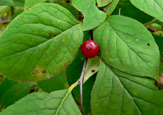 image of Ilex ambigua, Carolina Holly