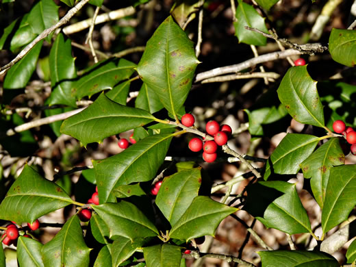 image of Ilex opaca, American Holly, Christmas Holly