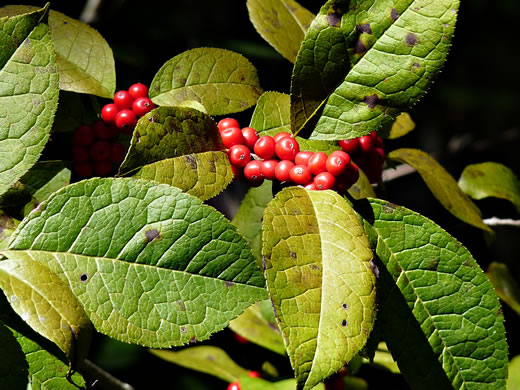 image of Ilex verticillata, Downy Winterberry, "Black Alder"