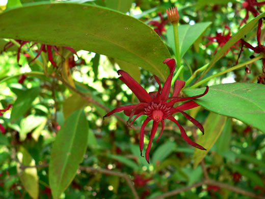 image of Illicium floridanum, Florida Star-anise, Florida Anise-tree, Stinkbush