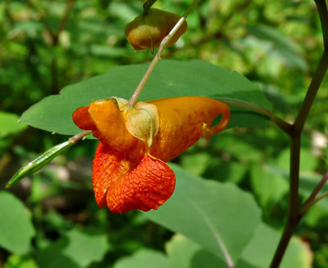 image of Impatiens capensis, Spotted Jewelweed, Spotted Touch-me-not, Orange Jewelweed, Orange Touch-me-not