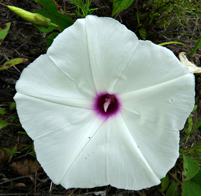 image of Ipomoea pandurata, Manroot, Wild Potato Vine, Man-of-the-earth, Wild Sweet Potato