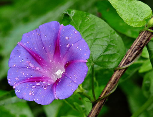 image of Ipomoea purpurea, Common Morning Glory