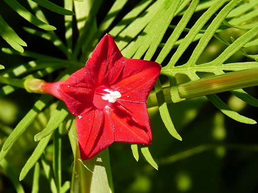 image of Ipomoea quamoclit, Cypress-vine