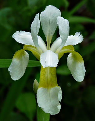 image of Iris sibirica, Siberian Iris