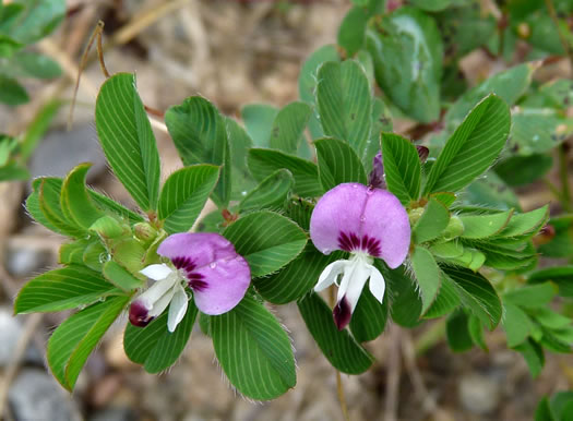 Kummerowia stipulacea, Korean-clover, Korean Lespedeza