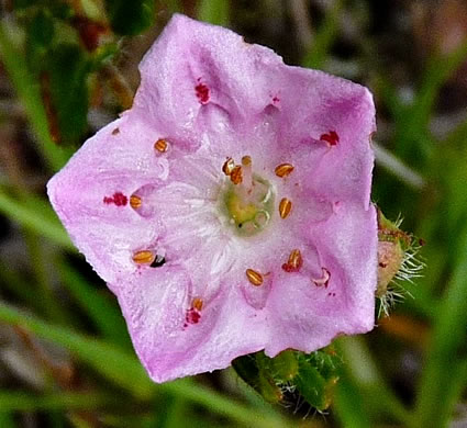 image of Kalmia hirsuta, Hairy Wicky, Kalmiella