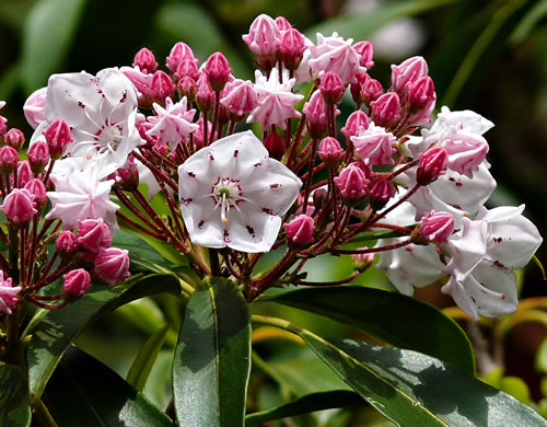 image of Kalmia latifolia, Mountain Laurel, Ivy, Calico-bush, Mountain Ivy