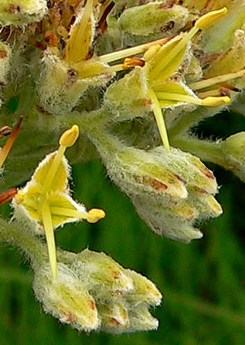 image of Lachnanthes caroliniana, Carolina Redroot