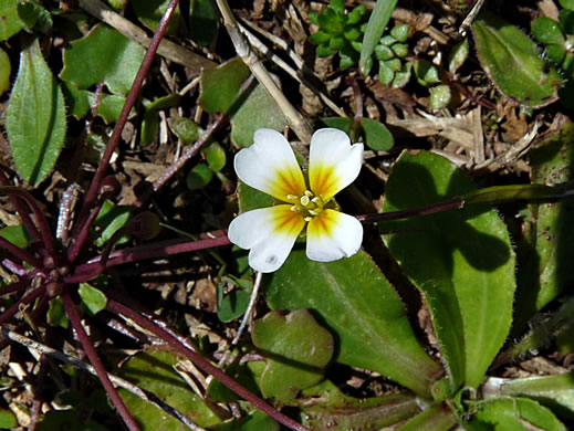 flower of Leavenworthia exigua var. exigua, Tennessee Gladecress, Least Glade-cress